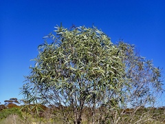 Myoporum platycarpum