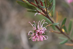 Grevillea sericea