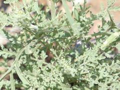 Hymenopappus flavescens