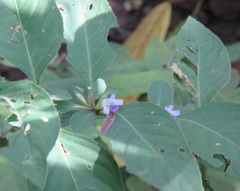 Acanthaceae