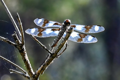 Libellula forensis