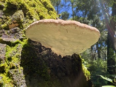 Fomitopsidaceae