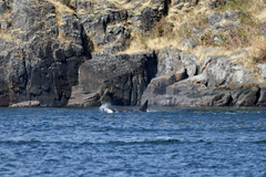 Orcinus orca