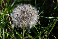 Tragopogon dubius