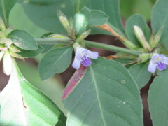 Acanthaceae