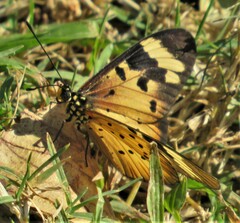 Acraea encedon encedon