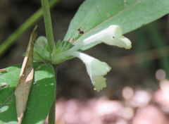 Acanthaceae