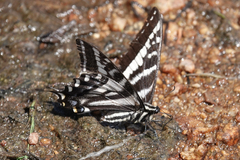 Papilio eurymedon