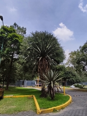 Furcraea macdougallii