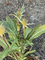 Dipsacus sativus