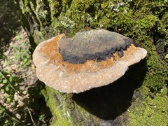 Fomitopsidaceae