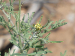Hymenopappus flavescens