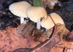 Hypholoma capnoides
