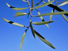 Myoporum platycarpum
