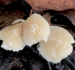 Hypholoma capnoides