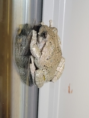 Hyla versicolor
