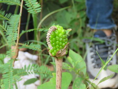 Amorphophallus
