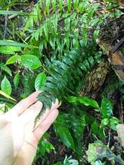 Blechnum filiforme