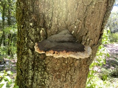 Fomitopsidaceae