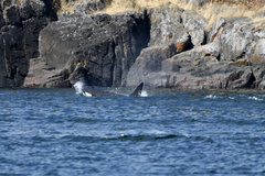 Orcinus orca