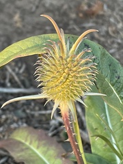 Dipsacus sativus