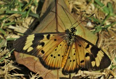 Acraea encedon encedon