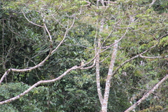 Herpetotheres cachinnans