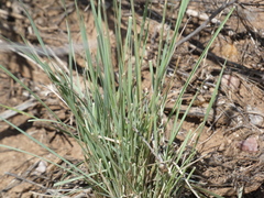 Elymus elymoides