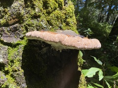 Fomitopsidaceae