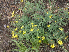 Heterotheca