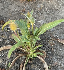 Dipsacus sativus