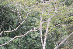 Herpetotheres cachinnans