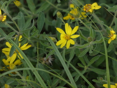 Heterotheca