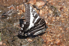 Papilio eurymedon