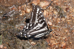 Papilio eurymedon