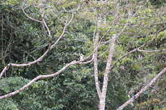 Herpetotheres cachinnans