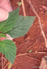 Plantae