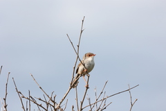 Malurus cyaneus