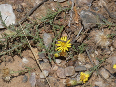 Xanthisma spinulosum