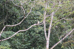 Herpetotheres cachinnans