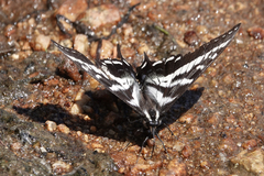 Papilio eurymedon