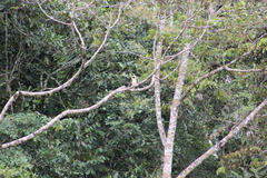 Herpetotheres cachinnans
