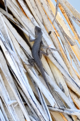 Sceloporus