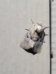 Meropleon diversicolor