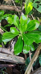 Scaevola taccada