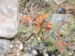Castilleja integra