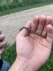 Thamnophis elegans vagrans