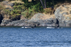 Orcinus orca