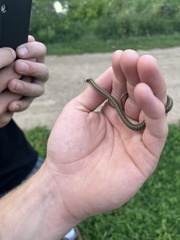 Thamnophis elegans vagrans
