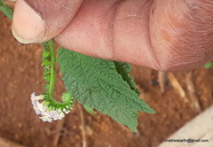 Plantae